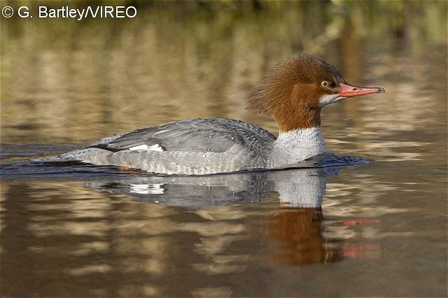 Common Merganser